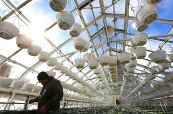 grounds employee working on campus greenhouse