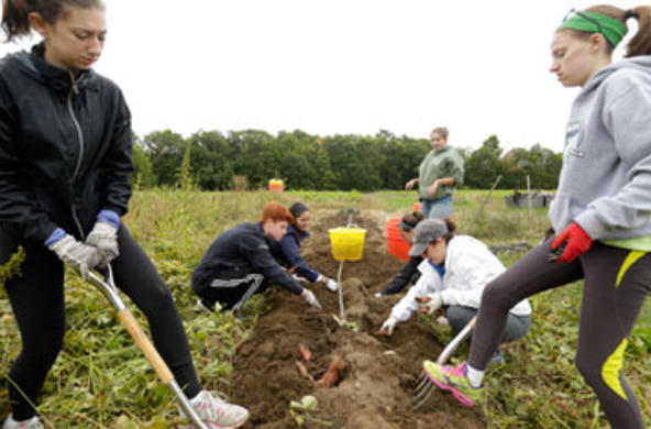 students working on a vegetable farm