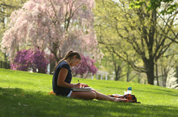 a pink budding tree on campus