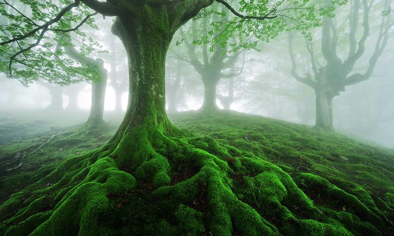 Readings from the Roots