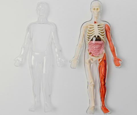 Physiology a human body toy